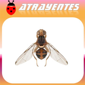 Atrayente para mosca del olivo