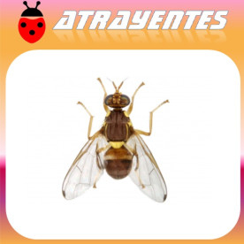 DACUS (BACTROCERA) ZONATA Mosca de la guayaba feromona 90 dias