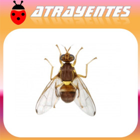 DACUS (BACTROCERA) ZONATA Mosca de la guayaba feromona 90 dias