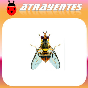 DACUS (BACTROCERA) DORSALIS Mosca oriental