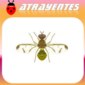DACUS (BACTROCERA) CUCURBITAE Mosca del melón