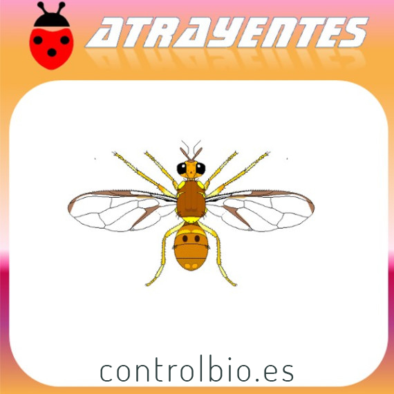 DACUS CILIATUS Mosca etíope de la fruta feromona 90 dias