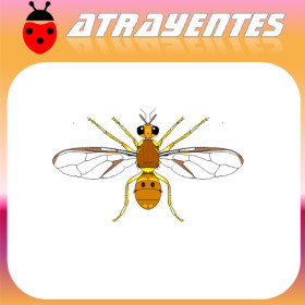 DACUS CILIATUS Mosca etíope de la fruta feromona 90 dias