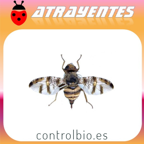 CERATITIS ROSA Mosca de Natal