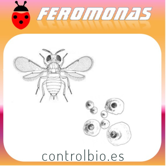 AONIDIELLA AURANTII piojo rojo
