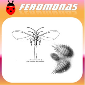 PLANOCOCCUS CITRI cochinilla algodonosa
