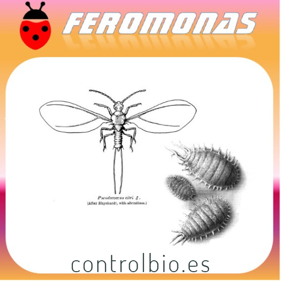 PLANOCOCCUS CITRI cochinilla algodonosa