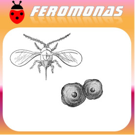 QUADRASPIDIOTUS PERNICIOSUS Piojo de San José