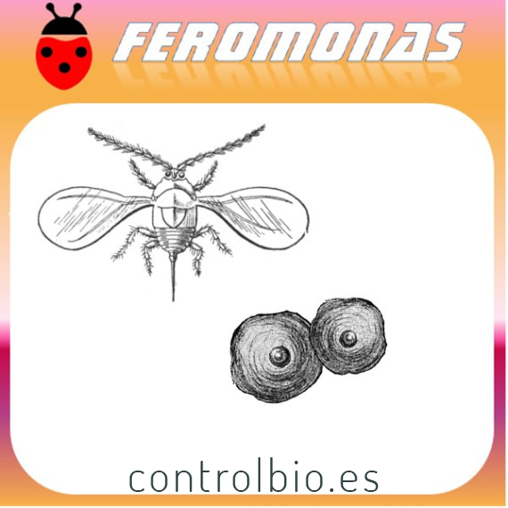QUADRASPIDIOTUS PERNICIOSUS Piojo de San José