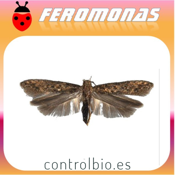 PHERODIS Feromona Tuta absoluta (sobre con 2 Ud)