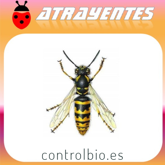 Atrayente moscas y avispas 60 días