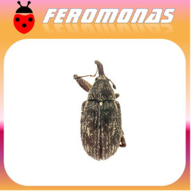ANTHONOMUS EUGENII Picudo del chile