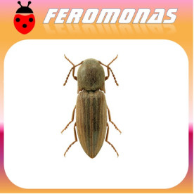 AGRIOTES LINEATUS Gusano de alambre