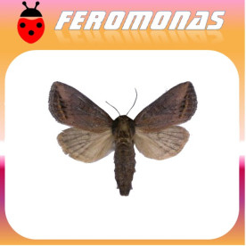BUSSEOLA FUSCA Barrenador del tronco del maiz