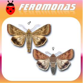 HELIOTHIS (HELICOVERPA) OBSOLETA Oruga del tomate