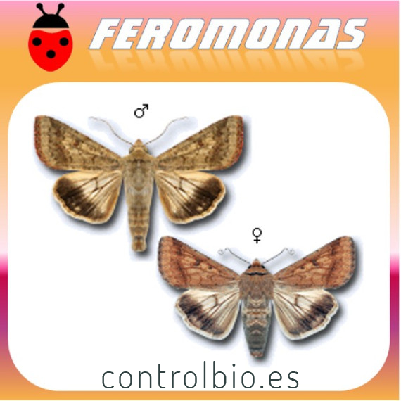 HELIOTHIS (HELICOVERPA) OBSOLETA Oruga del tomate
