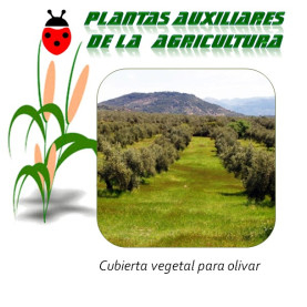 Cubierta vegetal para olivar