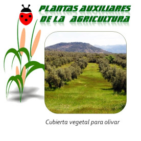 Cubierta vegetal perenne para olivar (25 kg)