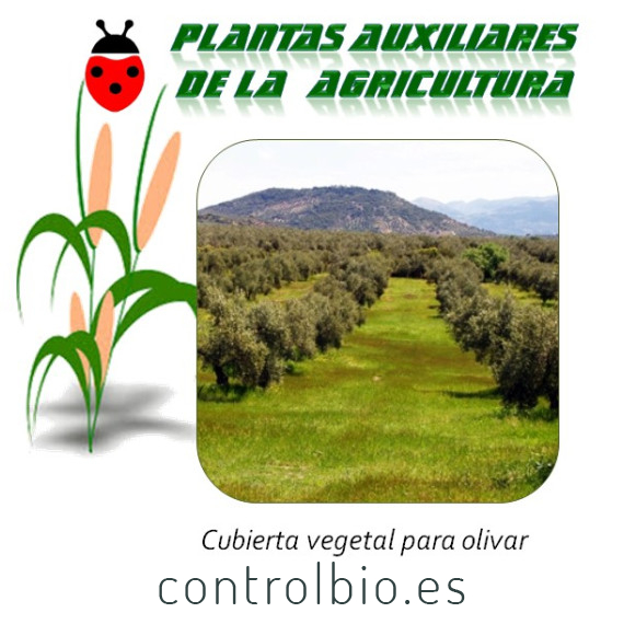 Cubierta vegetal perenne para olivar (25 kg)