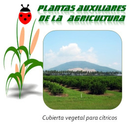 Cubierta vegetal para cítricos x25 Kg