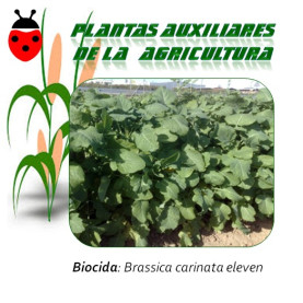 MOSTAZA ABISINIA Brassica carinata 1 kg semillas