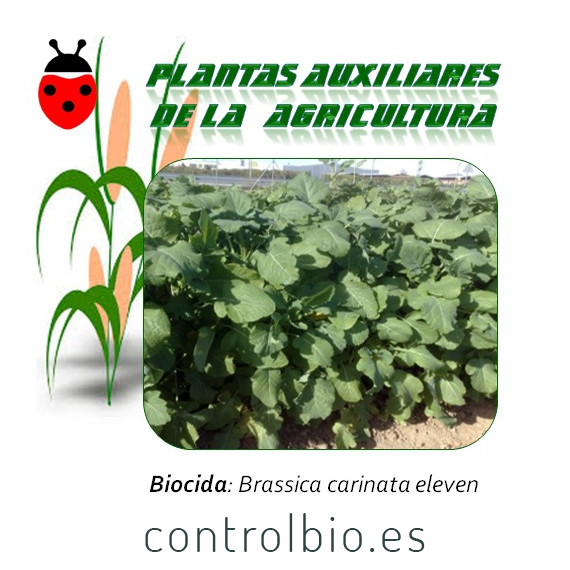 MOSTAZA ABISINIA Brassica carinata 1 kg semillas