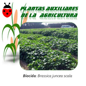 MOSTAZA PARDA Brassica juncea 1 Kg semillas