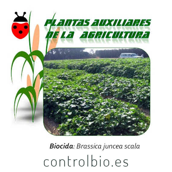 MOSTAZA PARDA Brassica juncea 1 Kg semillas