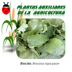 NABO Brassica rapa 1 Kg semillas