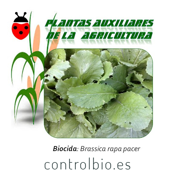 NABO Brassica rapa 1 Kg semillas