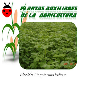 MOSTAZA BLANCA sinapis alba 1 Kg semillas