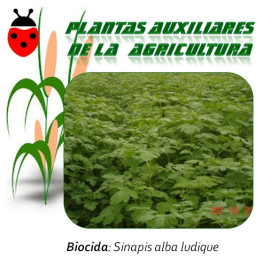 MOSTAZA BLANCA sinapis alba 1 Kg semillas