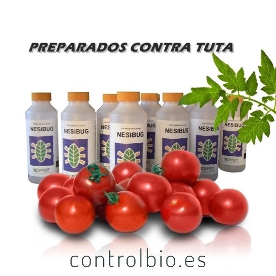 NESIBUG 500 Nesidiocoris contra Tuta absoluta y mosca blanca