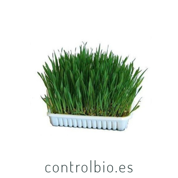 APHIBANK 500 Cereal con pulgon Rhopalosiphon padi