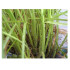 APHIBANK 500 Cereal con pulgon Rhopalosiphon padi