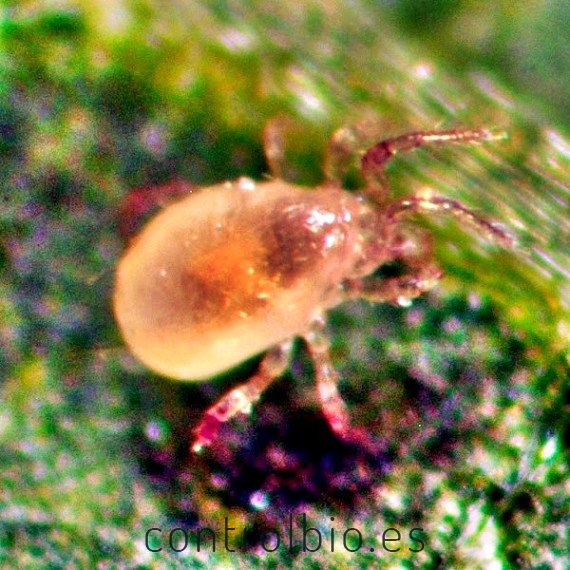 ANDERCONTROL 25.000 Amblyseius andersoni