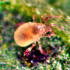 ANDERCONTROL 25.000 Amblyseius andersoni