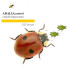 Venta de adalia bipunctata mariquita de dos puntos contra pulgón