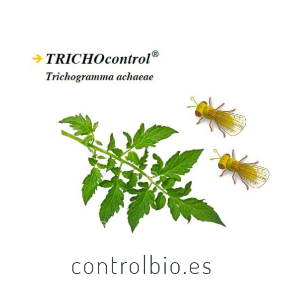 TRICHOCONTROL 100.000 contra tuta absoluta bote Trichogramma achaeae