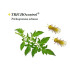 TRICHOCONTROL 100.000 contra tuta absoluta bote Trichogramma achaeae
