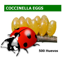 comprar mariquita de siete puntos