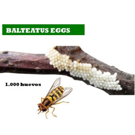 BALTEATUS E 1000 Huevos Episyrhus balteatus