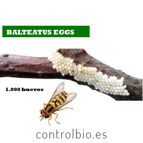 BALTEATUS EGGS 1000 Huevos Episyrhus balteatus