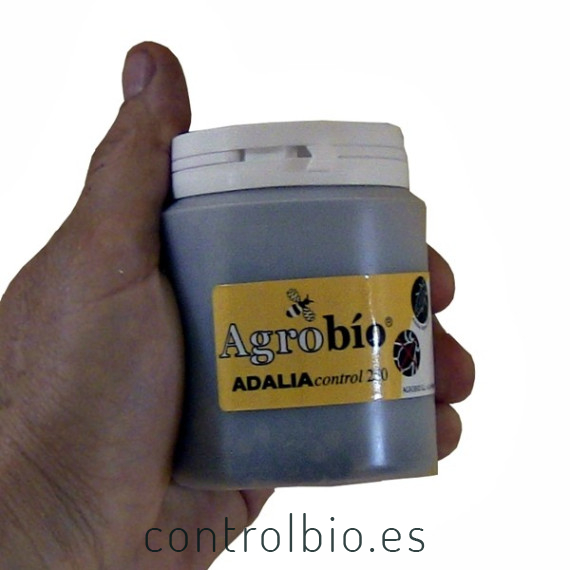 Venta de adalia bipunctata mariquita de dos puntos contra pulgón