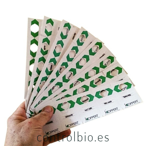 EN-STRIP 15.000 Tarjetas de Encarsia formosa parásito de mosca blanca