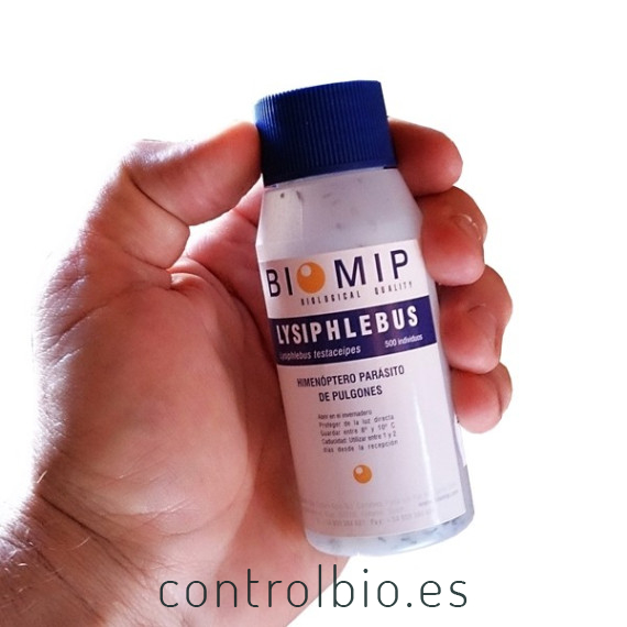 comprar lysiphlebus testaceipes contra pulgon