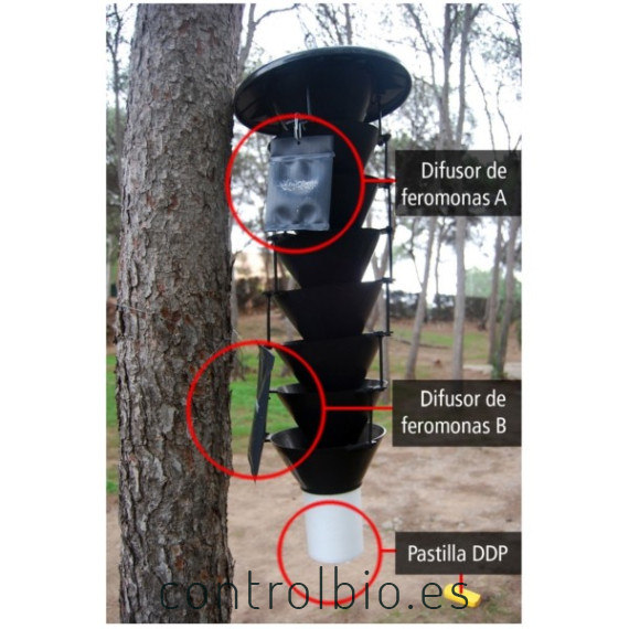 TOMICUS DESTRUENS Barrenillo del pino