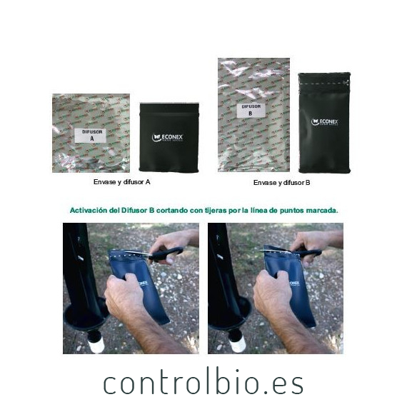 TOMICUS PINIPERDA Barrenillo del pino
