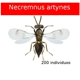 ARTYPAK 200 Necremnus artynes contra tuta absoluta