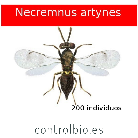 ARTYPAK 200 Necremnus artynes contra tuta absoluta